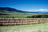 Winter Hay