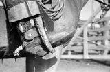 Cowboy's boot and spurs, Quarter Circle U Ranch, Big Horn County, Montana in stirrup