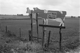 Roadside advertising along Route 40, central Ohio. A sign in the shape of a a dairy cow says "Guernsey milk 25 cents".