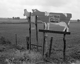 Guernsey Milk 25 Cents