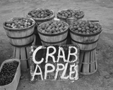 Crab Apples