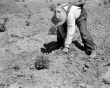 Insect Damage