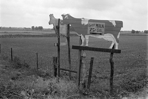 Roadside advertising along Route 40, central Ohio. A sign in the shape of a a dairy cow says "Guernsey milk 25 cents".
