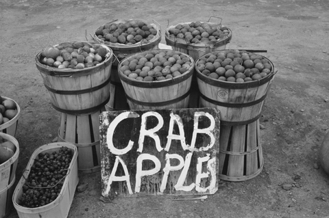 Crab apples displayed at roadside stand near Berlin, Connecticut.